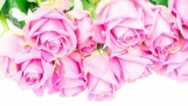 Desktop image. Flowers. ID:116545