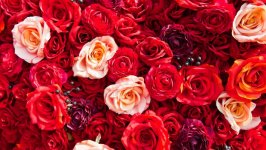 Desktop image. Flowers. ID:132292