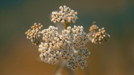 Desktop image. Flowers. ID:116570