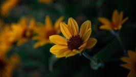 Desktop image. Flowers. ID:117436