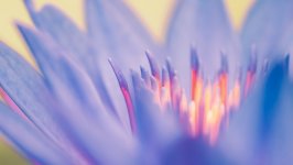 Desktop image. Flowers. ID:117503