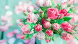 Desktop image. Flowers. ID:117527