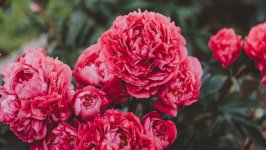 Desktop image. Flowers. ID:117528