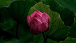 Desktop image. Flowers. ID:117529