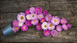 Desktop image. Flowers. ID:117561