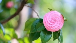 Desktop image. Flowers. ID:117564