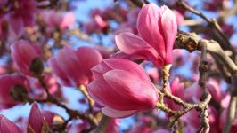 Desktop image. Flowers. ID:117673