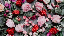 Desktop image. Flowers. ID:117757