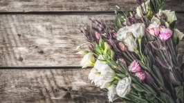 Desktop image. Flowers. ID:117761