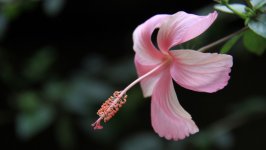 Desktop image. Flowers. ID:117832