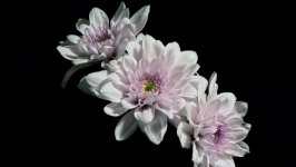 Desktop image. Flowers. ID:117927
