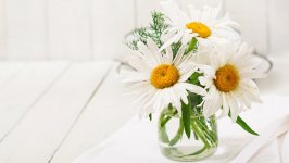 Desktop image. Flowers. ID:117958