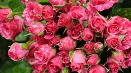 Desktop image. Flowers. ID:118032