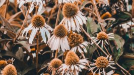 Desktop image. Flowers. ID:118422