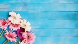 Desktop image. Flowers. ID:118597