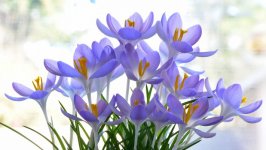 Desktop image. Flowers. ID:118630