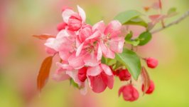 Desktop image. Flowers. ID:118636