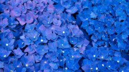 Desktop image. Flowers. ID:118642