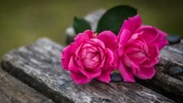 Desktop image. Flowers. ID:118693
