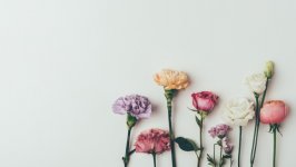 Desktop image. Flowers. ID:118722