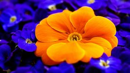 Desktop image. Flowers. ID:118757