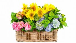 Desktop image. Flowers. ID:119015