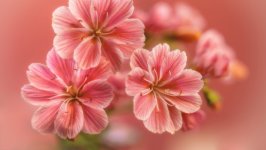 Desktop image. Flowers. ID:119017