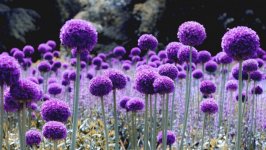 Desktop image. Flowers. ID:119210