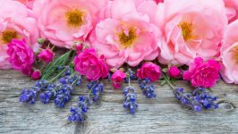 Desktop image. Flowers. ID:120072
