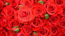 Desktop image. Flowers. ID:120110