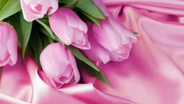 Desktop image. Flowers. ID:120450