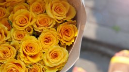 Desktop image. Flowers. ID:120513