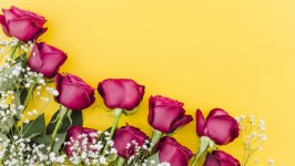 Desktop image. Flowers. ID:120515