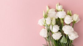 Desktop image. Flowers. ID:120518