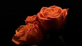 Desktop image. Flowers. ID:120683