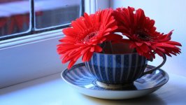 Desktop image. Flowers. ID:120721