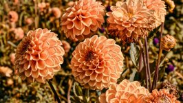 Desktop image. Flowers. ID:120730