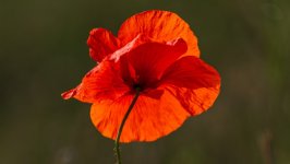 Desktop image. Flowers. ID:120757