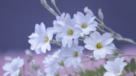Desktop image. Flowers. ID:121249