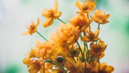 Desktop image. Flowers. ID:132205