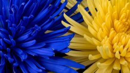 Desktop image. Flowers. ID:121376