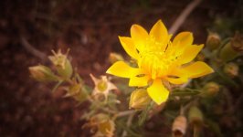Desktop image. Flowers. ID:121551