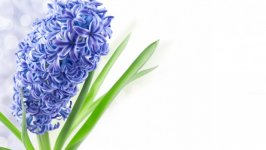 Desktop image. Flowers. ID:121949