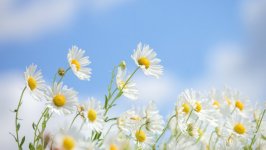 Desktop image. Flowers. ID:122165