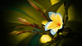 Desktop image. Flowers. ID:122232