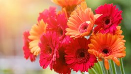 Desktop image. Flowers. ID:122477