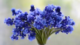 Desktop image. Flowers. ID:122525