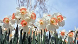 Desktop image. Flowers. ID:122527