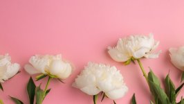 Desktop image. Flowers. ID:122659