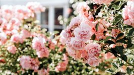 Desktop image. Flowers. ID:122913